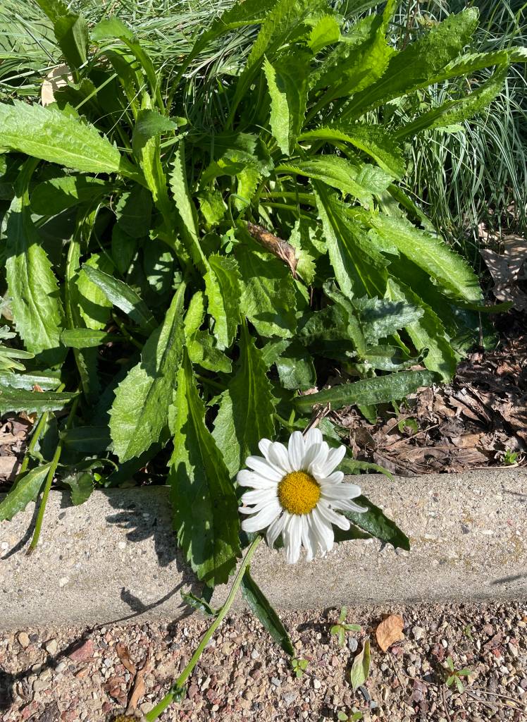 Plant name: Shasta Daisy Leucanthemum  